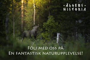algens historia for saljbrev pro